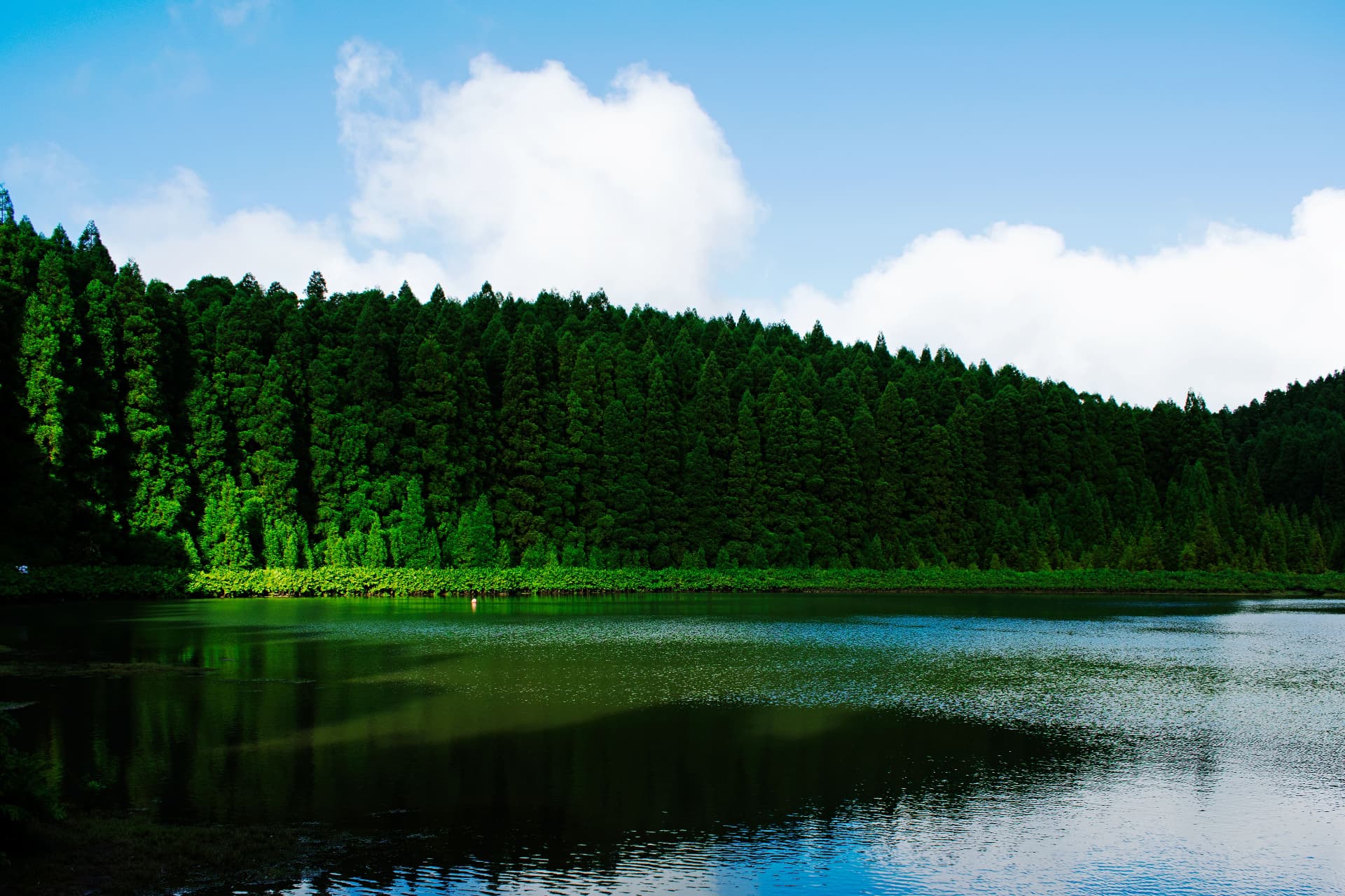 Calm lagoon surrounded by dense forest